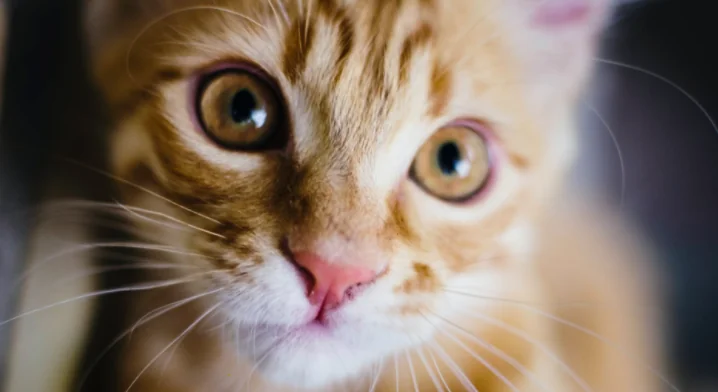 Arriva il gatto robot
